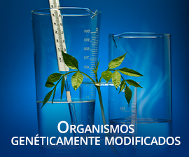 Organismos genticamente modificados